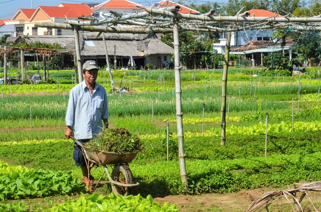 Có gì tại làng rau 400 tuổi ở Hội An vừa trở thành Làng du lịch tốt nhất thế giới?- Ảnh 5.