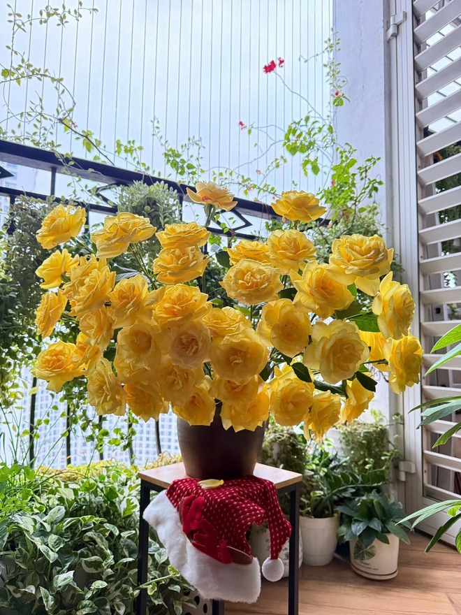 Mẹ đảm Hà Nội nhỏ vài giọt "nước lạ" vào bình tuyết mai, điều xảy ra khiến hơn 2000 người "like" ầm ầm- Ảnh 7. Mẹ đảm Hà Nội nhỏ vài giọt "nước lạ" vào bình tuyết mai, điều xảy ra khiến hơn 2000 người "like" ầm ầm- Ảnh 7.