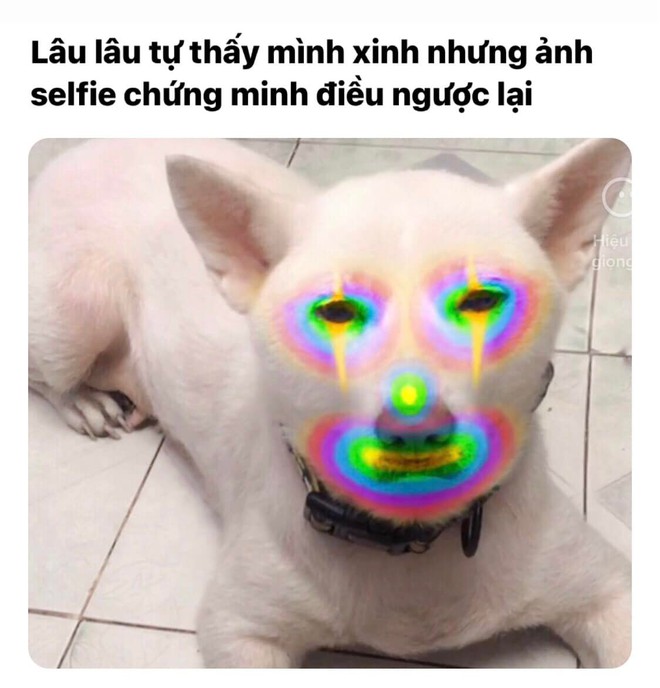 Chú chó "meme" nổi tiếng Thị Bo qua đời, chủ nhân tiết lộ điều tiếc nuối trong giây phút cuối cùng- Ảnh 2.