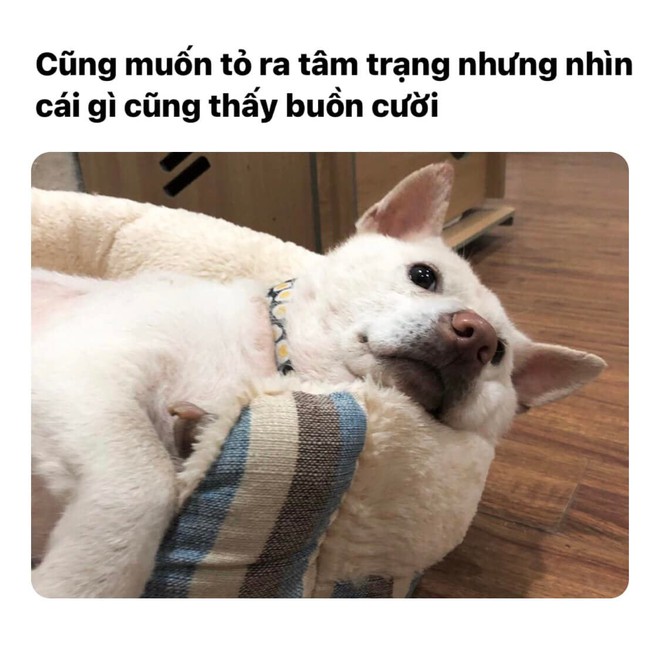 Chú chó "meme" nổi tiếng Thị Bo qua đời, chủ nhân tiết lộ điều tiếc nuối trong giây phút cuối cùng- Ảnh 3.