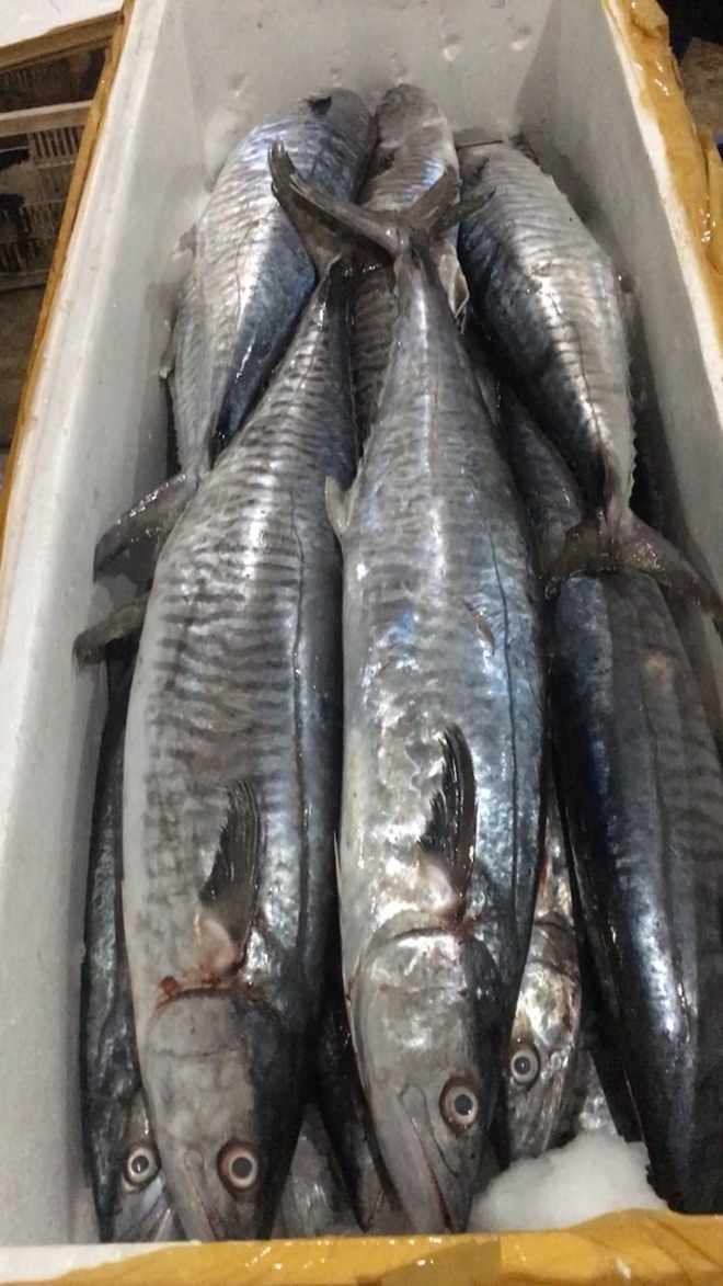 3 loại cá "tốt hơn cả cá hồi", chợ Việt bán nhiều vô kể- Ảnh 1. 3 loại cá "tốt hơn cả cá hồi", chợ Việt bán nhiều vô kể- Ảnh 1.