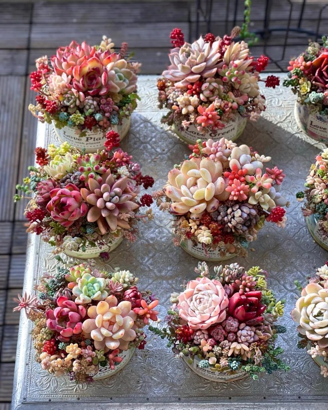 Sinh mùa hè dễ khuyết Thủy: Vì sao muốn “đổi vận” nên trồng cây sen đá?- Ảnh 5. Sinh mùa hè dễ khuyết Thủy: Vì sao muốn “đổi vận” nên trồng cây sen đá?- Ảnh 5.