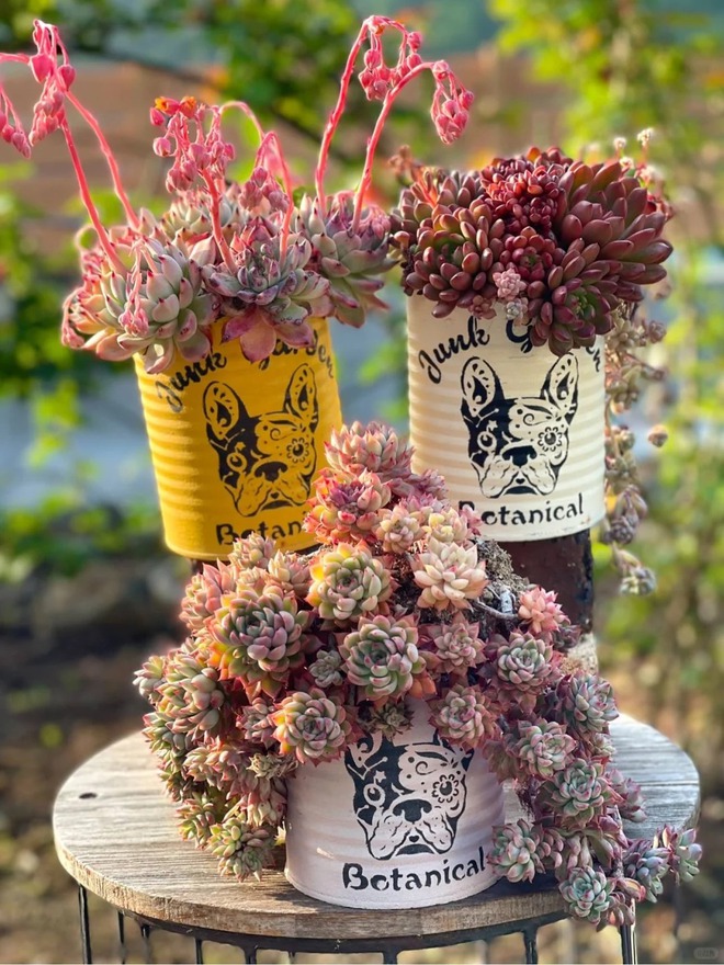 Sinh mùa hè dễ khuyết Thủy: Vì sao muốn “đổi vận” nên trồng cây sen đá?- Ảnh 13. Sinh mùa hè dễ khuyết Thủy: Vì sao muốn “đổi vận” nên trồng cây sen đá?- Ảnh 13.