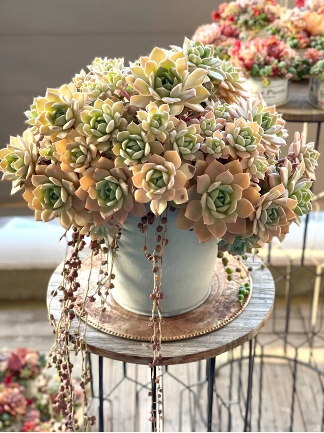 Sinh mùa hè dễ khuyết Thủy: Vì sao muốn “đổi vận” nên trồng cây sen đá?- Ảnh 14. Sinh mùa hè dễ khuyết Thủy: Vì sao muốn “đổi vận” nên trồng cây sen đá?- Ảnh 14.