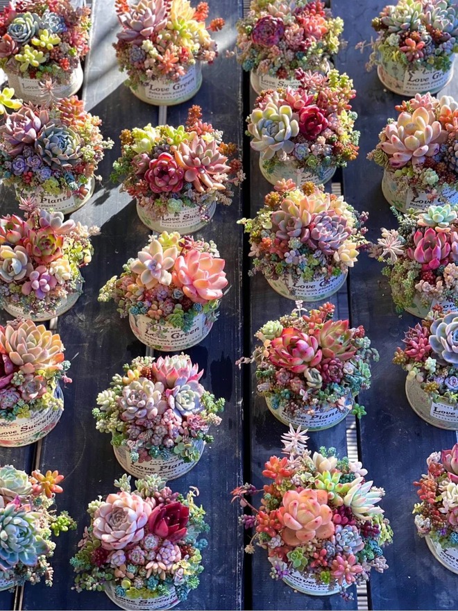 Sinh mùa hè dễ khuyết Thủy: Vì sao muốn “đổi vận” nên trồng cây sen đá?- Ảnh 2. Sinh mùa hè dễ khuyết Thủy: Vì sao muốn “đổi vận” nên trồng cây sen đá?- Ảnh 2.