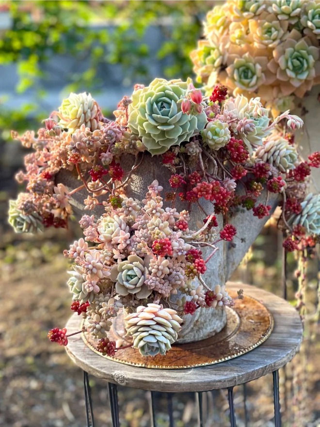 Sinh mùa hè dễ khuyết Thủy: Vì sao muốn “đổi vận” nên trồng cây sen đá?- Ảnh 7. Sinh mùa hè dễ khuyết Thủy: Vì sao muốn “đổi vận” nên trồng cây sen đá?- Ảnh 7.