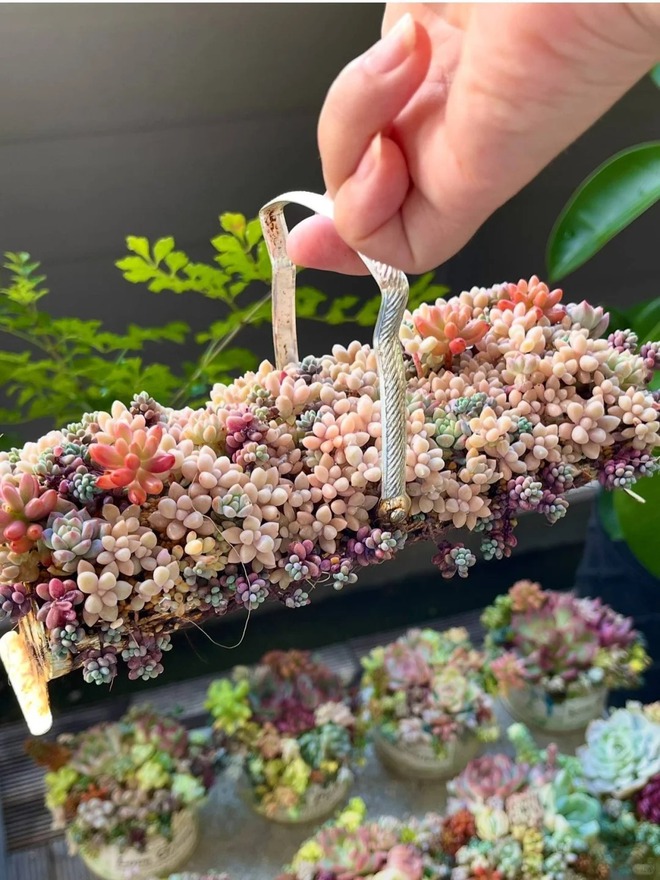 Sinh mùa hè dễ khuyết Thủy: Vì sao muốn “đổi vận” nên trồng cây sen đá?- Ảnh 15. Sinh mùa hè dễ khuyết Thủy: Vì sao muốn “đổi vận” nên trồng cây sen đá?- Ảnh 15.