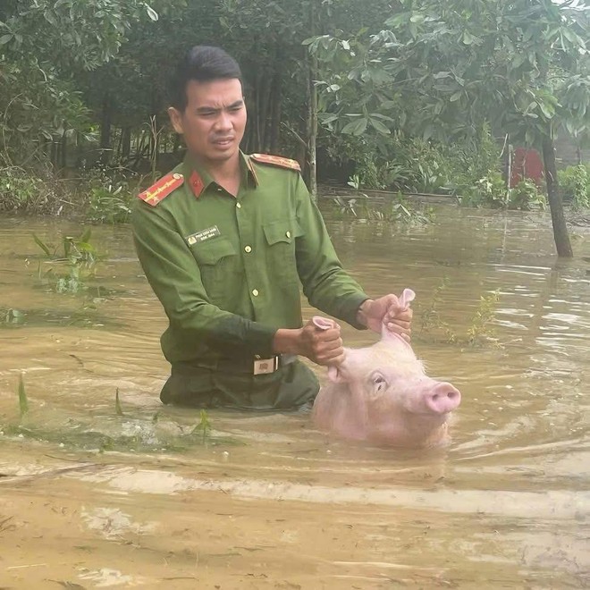 Các "bé lợn" ở Thái Nguyên "vụt sáng" thành ngôi sao vì... mặc kệ lũ, mình ngủ!- Ảnh 1.