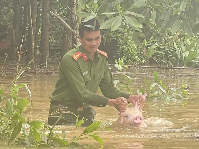 Các "bé lợn" ở Thái Nguyên "vụt sáng" thành ngôi sao vì... mặc kệ lũ, mình ngủ!- Ảnh 2.