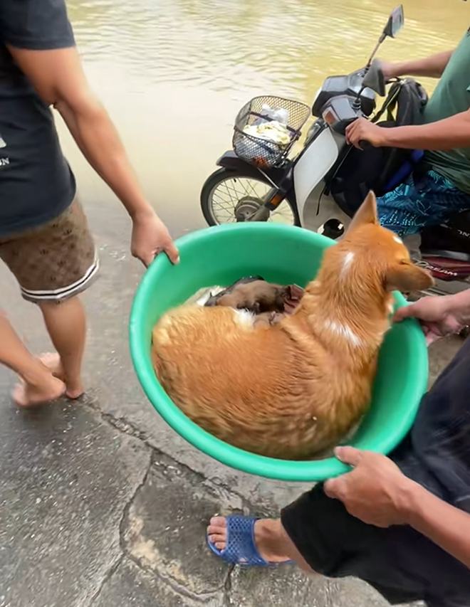 Các "bé lợn" ở Thái Nguyên "vụt sáng" thành ngôi sao vì... mặc kệ lũ, mình ngủ!- Ảnh 10.