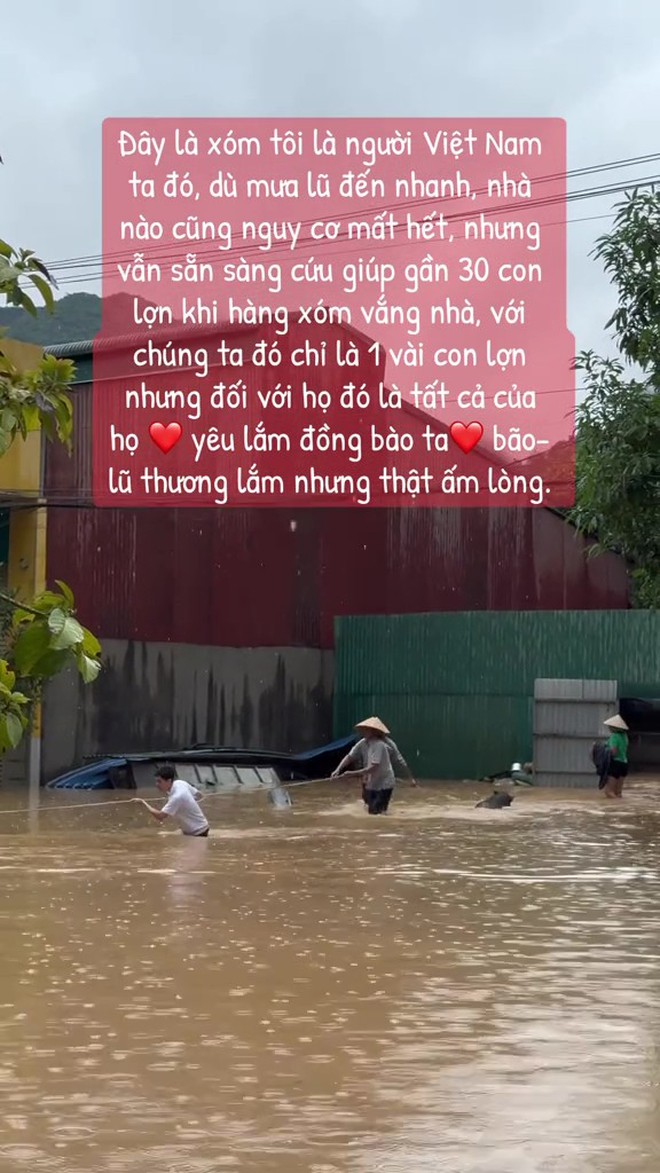 Các "bé lợn" ở Thái Nguyên "vụt sáng" thành ngôi sao vì... mặc kệ lũ, mình ngủ!- Ảnh 4.