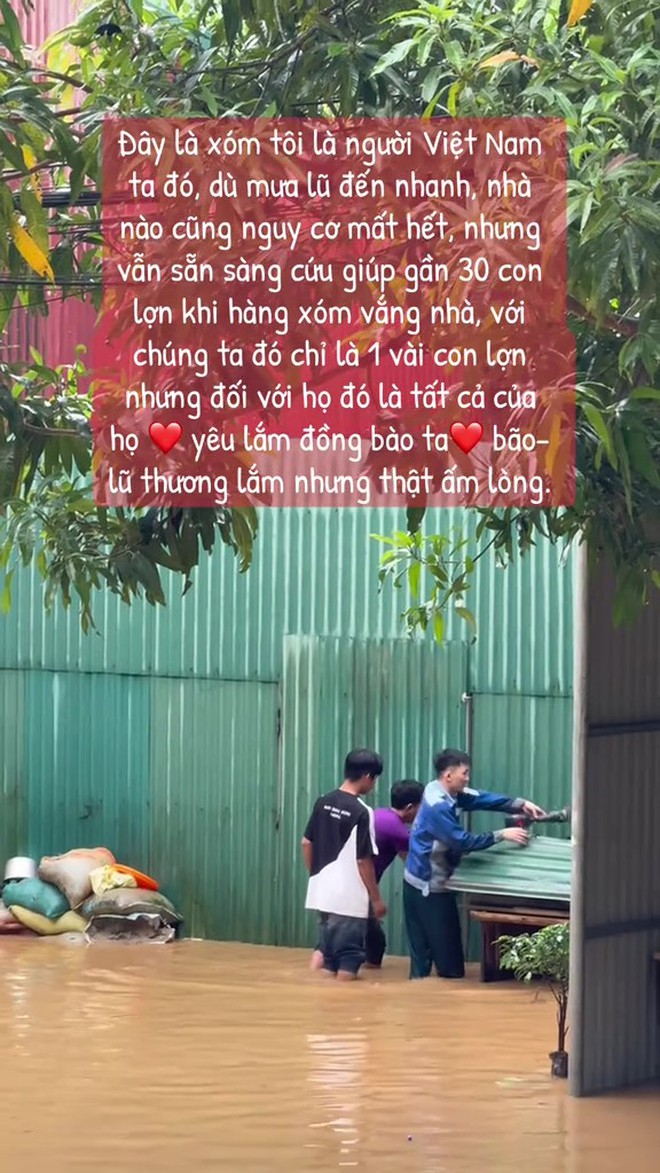 Các "bé lợn" ở Thái Nguyên "vụt sáng" thành ngôi sao vì... mặc kệ lũ, mình ngủ!- Ảnh 3.