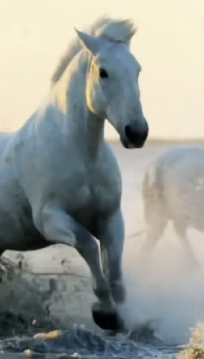 Tình trạng “đáng báo động” của khách Tây khi thử đặc sản Việt Nam- Ảnh 4.