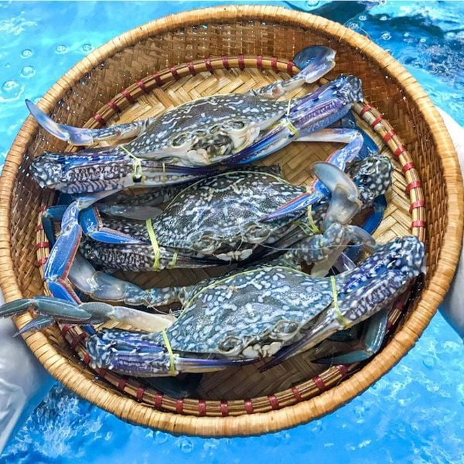 Ghẹ đỏ - ghẹ xanh khác gì nhau? Đi chợ phải nhớ 3 mẹo này để chọn hàng chất lượng- Ảnh 1.