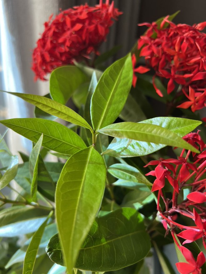 Tài sản hiếm có của MC Diễm Quỳnh ở tuổi 53- Ảnh 8. Tài sản hiếm có của MC Diễm Quỳnh ở tuổi 53- Ảnh 8.