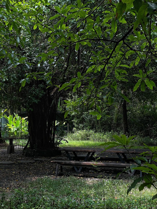 1.000 người chen chúc trong "rừng" chỉ để ăn xôi tại khu nhà giàu TP.HCM- Ảnh 4.