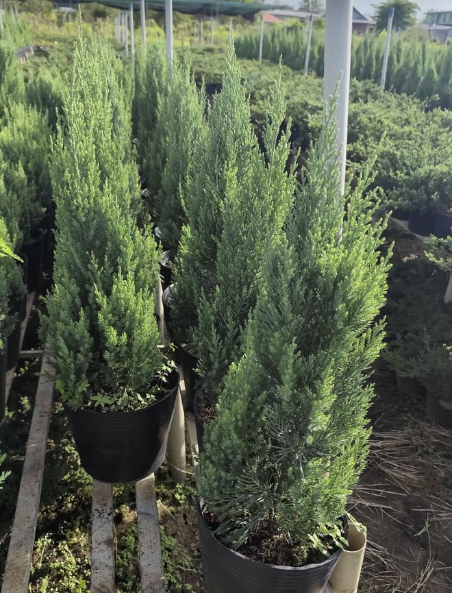 Sơn tùng giá rẻ bèo, được săn đón nhất dịp Giáng sinh- Ảnh 4.