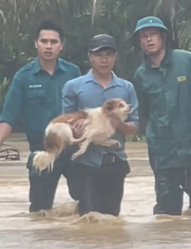 Khoảnh khắc giải cứu những chú cún giữa mưa lũ lịch sử ở miền Trung: Vì sinh mạng nào cũng quý giá- Ảnh 7.