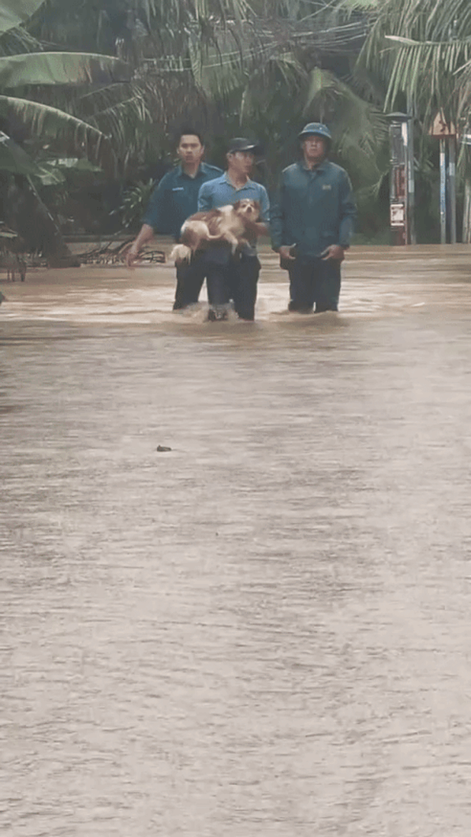 Khoảnh khắc giải cứu những chú cún giữa mưa lũ lịch sử ở miền Trung: Vì sinh mạng nào cũng quý giá- Ảnh 6.