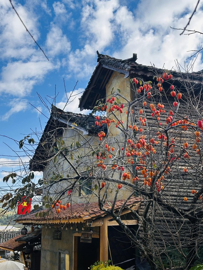 Cây hồng "khổ nhất" Việt Nam: Cả nghìn người kéo tới check-in mỗi ngày- Ảnh 5. Cây hồng "khổ nhất" Việt Nam: Cả nghìn người kéo tới check-in mỗi ngày- Ảnh 5.