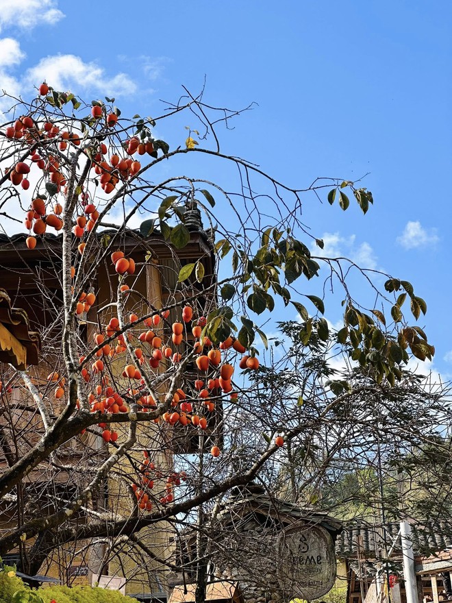 Cây hồng "khổ nhất" Việt Nam: Cả nghìn người kéo tới check-in mỗi ngày- Ảnh 4. Cây hồng "khổ nhất" Việt Nam: Cả nghìn người kéo tới check-in mỗi ngày- Ảnh 4.