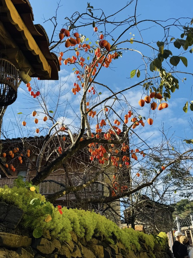 Cây hồng "khổ nhất" Việt Nam: Cả nghìn người kéo tới check-in mỗi ngày- Ảnh 6. Cây hồng "khổ nhất" Việt Nam: Cả nghìn người kéo tới check-in mỗi ngày- Ảnh 6.