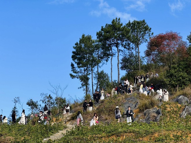 Cây hồng "khổ nhất" Việt Nam: Cả nghìn người kéo tới check-in mỗi ngày- Ảnh 9. Cây hồng "khổ nhất" Việt Nam: Cả nghìn người kéo tới check-in mỗi ngày- Ảnh 9.
