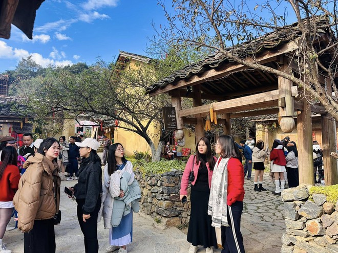 Cây hồng "khổ nhất" Việt Nam: Cả nghìn người kéo tới check-in mỗi ngày- Ảnh 10. Cây hồng "khổ nhất" Việt Nam: Cả nghìn người kéo tới check-in mỗi ngày- Ảnh 10.