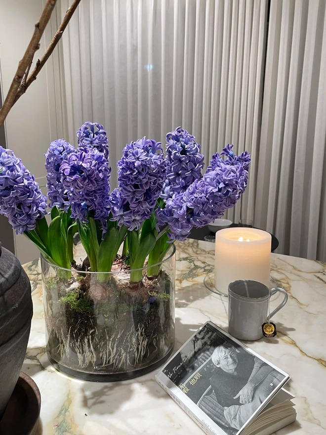 Nhiều chị em đang kháo nhau: Tết này nhất định phải trồng một chậu “hoa của các vị thần”, vừa thơm nhà vừa sang chảnh- Ảnh 7.