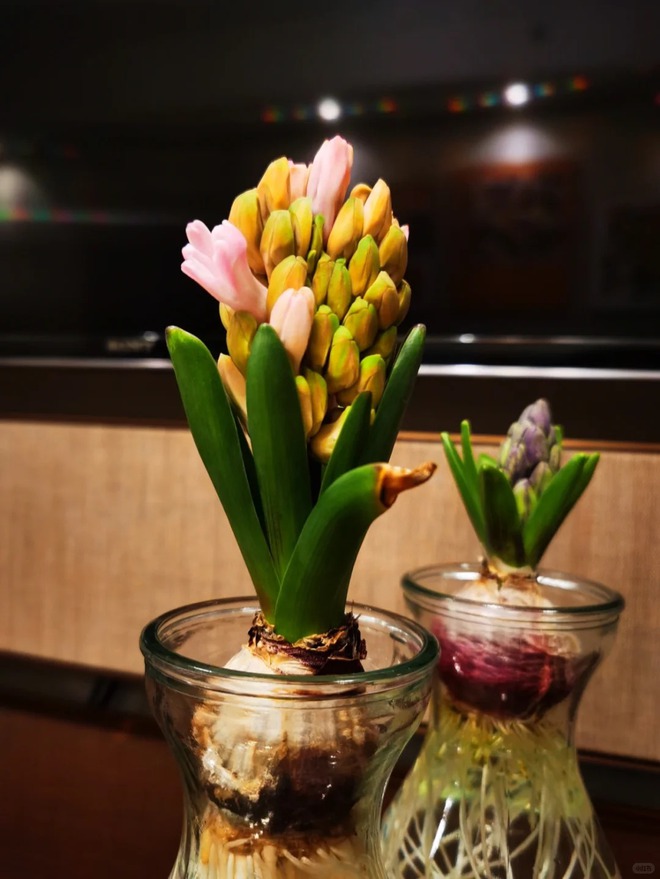 Nhiều chị em đang kháo nhau: Tết này nhất định phải trồng một chậu “hoa của các vị thần”, vừa thơm nhà vừa sang chảnh- Ảnh 14.