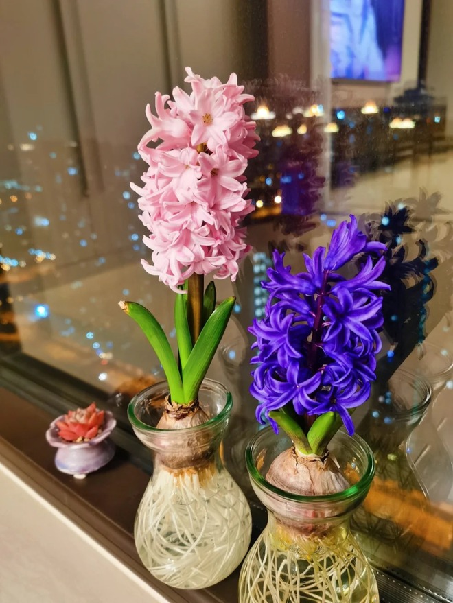 Nhiều chị em đang kháo nhau: Tết này nhất định phải trồng một chậu “hoa của các vị thần”, vừa thơm nhà vừa sang chảnh- Ảnh 15.