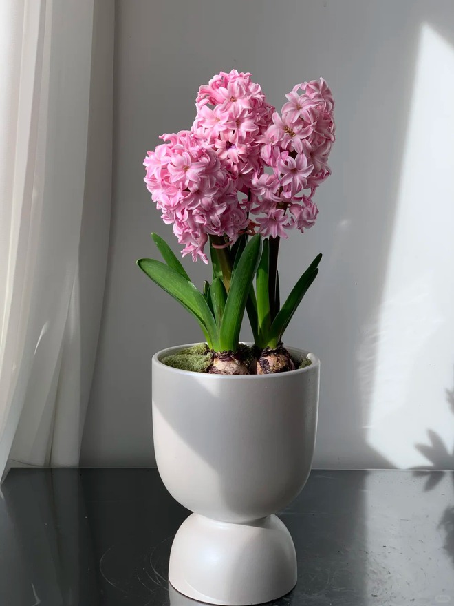 Nhiều chị em đang kháo nhau: Tết này nhất định phải trồng một chậu “hoa của các vị thần”, vừa thơm nhà vừa sang chảnh- Ảnh 16.