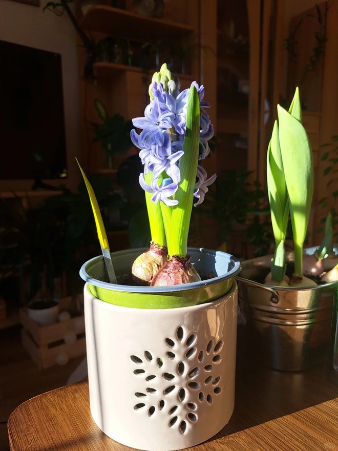 Nhiều chị em đang kháo nhau: Tết này nhất định phải trồng một chậu “hoa của các vị thần”, vừa thơm nhà vừa sang chảnh- Ảnh 18.