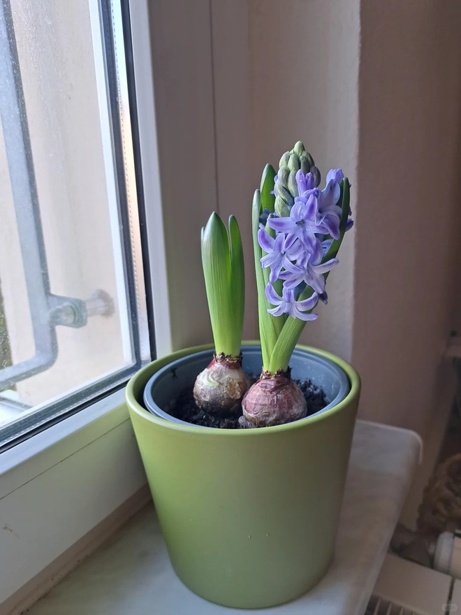 Nhiều chị em đang kháo nhau: Tết này nhất định phải trồng một chậu “hoa của các vị thần”, vừa thơm nhà vừa sang chảnh- Ảnh 19.