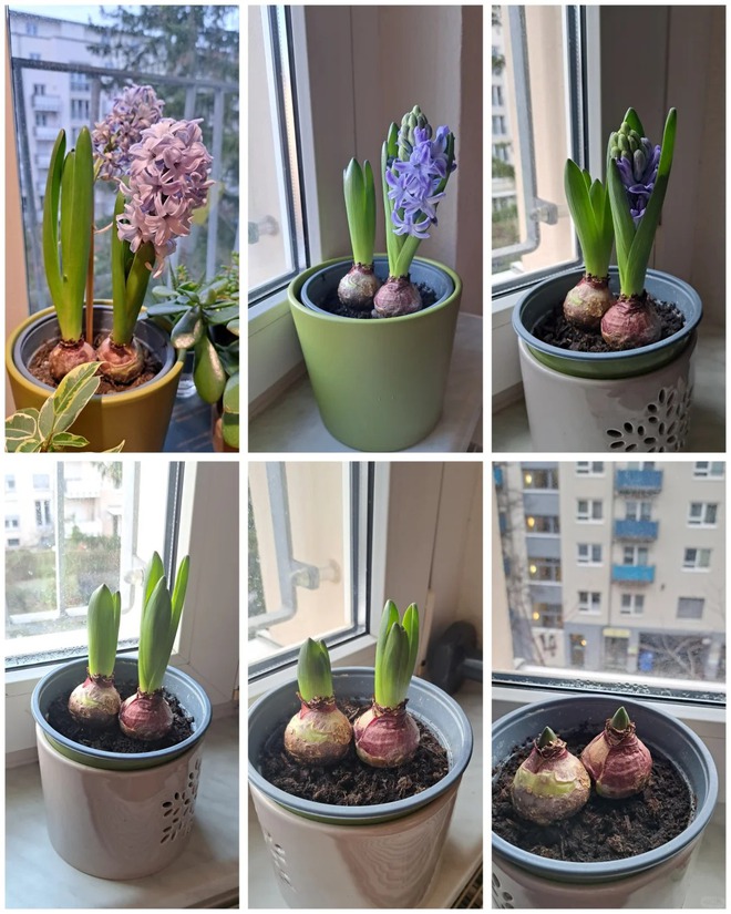 Nhiều chị em đang kháo nhau: Tết này nhất định phải trồng một chậu “hoa của các vị thần”, vừa thơm nhà vừa sang chảnh- Ảnh 27.