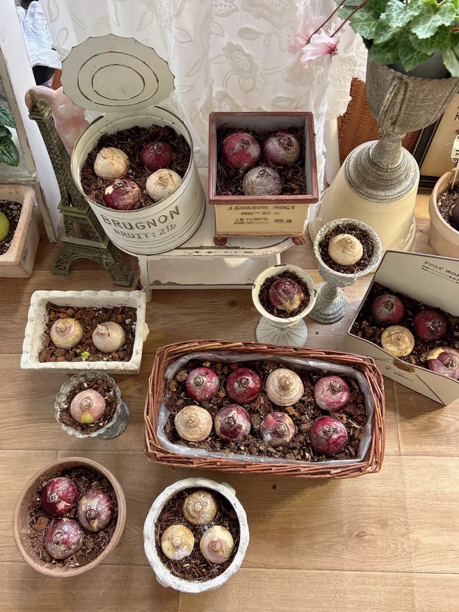 Nhiều chị em đang kháo nhau: Tết này nhất định phải trồng một chậu “hoa của các vị thần”, vừa thơm nhà vừa sang chảnh- Ảnh 28.