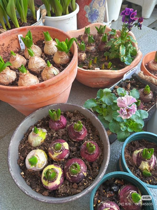 Nhiều chị em đang kháo nhau: Tết này nhất định phải trồng một chậu “hoa của các vị thần”, vừa thơm nhà vừa sang chảnh- Ảnh 29.