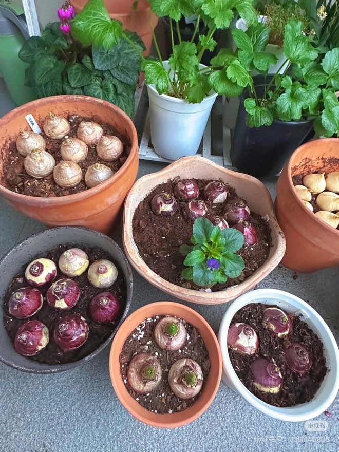 Nhiều chị em đang kháo nhau: Tết này nhất định phải trồng một chậu “hoa của các vị thần”, vừa thơm nhà vừa sang chảnh- Ảnh 30.