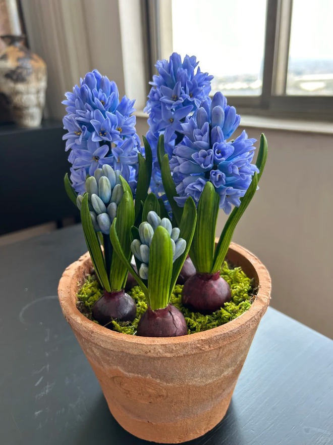 Nhiều chị em đang kháo nhau: Tết này nhất định phải trồng một chậu “hoa của các vị thần”, vừa thơm nhà vừa sang chảnh- Ảnh 8.