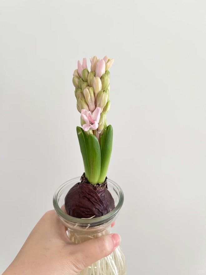 Nhiều chị em đang kháo nhau: Tết này nhất định phải trồng một chậu “hoa của các vị thần”, vừa thơm nhà vừa sang chảnh- Ảnh 20.