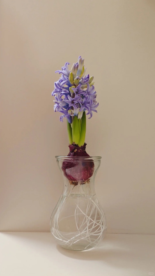 Nhiều chị em đang kháo nhau: Tết này nhất định phải trồng một chậu “hoa của các vị thần”, vừa thơm nhà vừa sang chảnh- Ảnh 22.