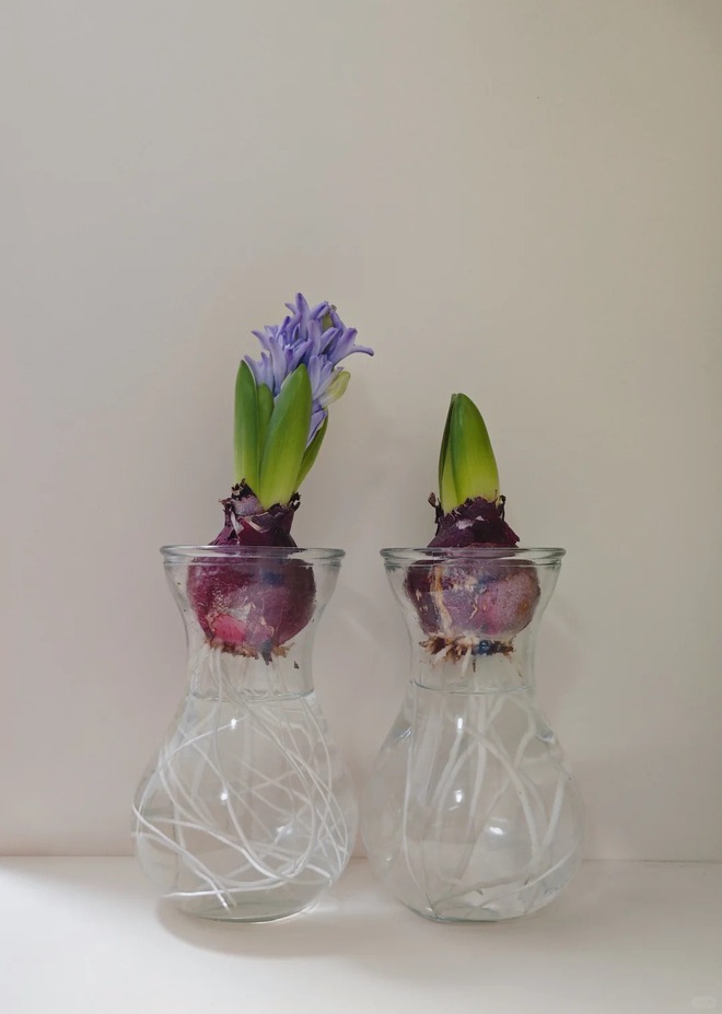 Nhiều chị em đang kháo nhau: Tết này nhất định phải trồng một chậu “hoa của các vị thần”, vừa thơm nhà vừa sang chảnh- Ảnh 23.