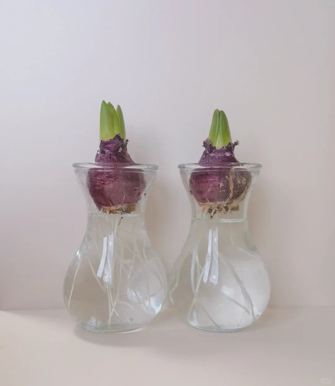 Nhiều chị em đang kháo nhau: Tết này nhất định phải trồng một chậu “hoa của các vị thần”, vừa thơm nhà vừa sang chảnh- Ảnh 24.