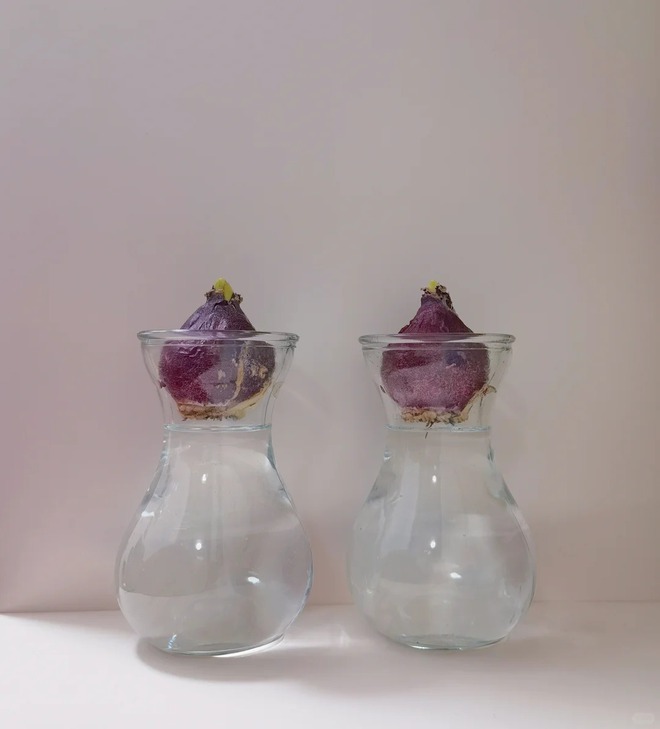 Nhiều chị em đang kháo nhau: Tết này nhất định phải trồng một chậu “hoa của các vị thần”, vừa thơm nhà vừa sang chảnh- Ảnh 25.