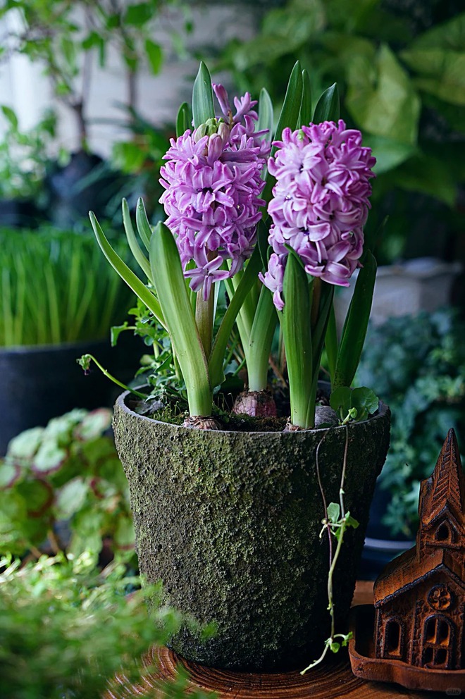 Nhiều chị em đang kháo nhau: Tết này nhất định phải trồng một chậu “hoa của các vị thần”, vừa thơm nhà vừa sang chảnh- Ảnh 10.