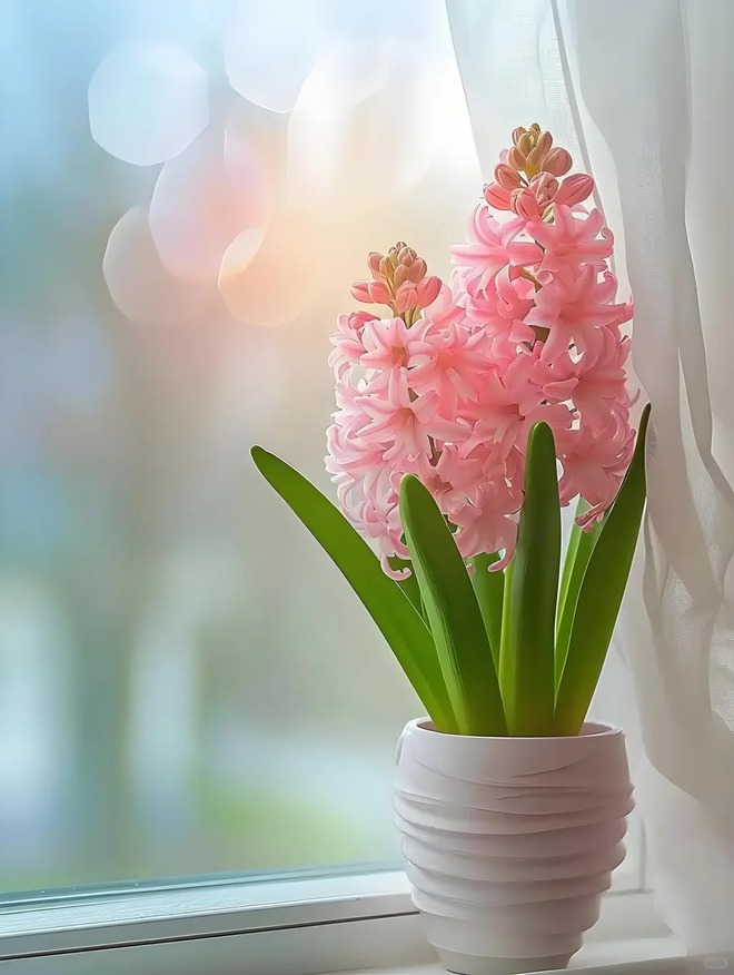 Nhiều chị em đang kháo nhau: Tết này nhất định phải trồng một chậu “hoa của các vị thần”, vừa thơm nhà vừa sang chảnh- Ảnh 11.