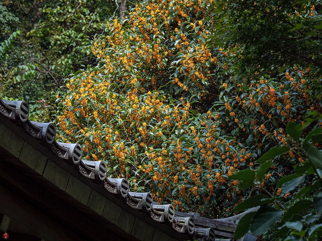 Sân nhà trồng 3 loại cây này: Càng trồng càng thấy nhà ấm, lộc về kín cổng- Ảnh 25.