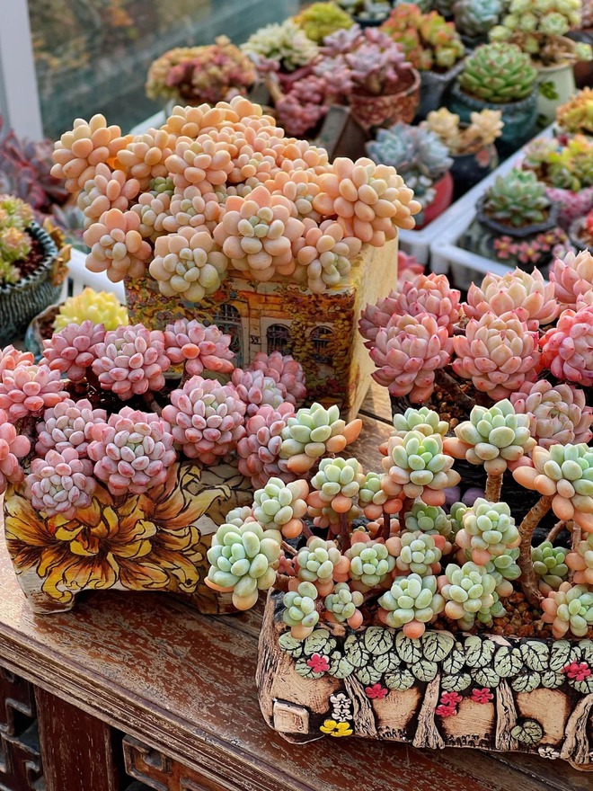 Trồng sen đá, xương rồng là tụ tài hay phá tài? Câu trả lời không chỉ nằm ở cái chậu cây- Ảnh 2.