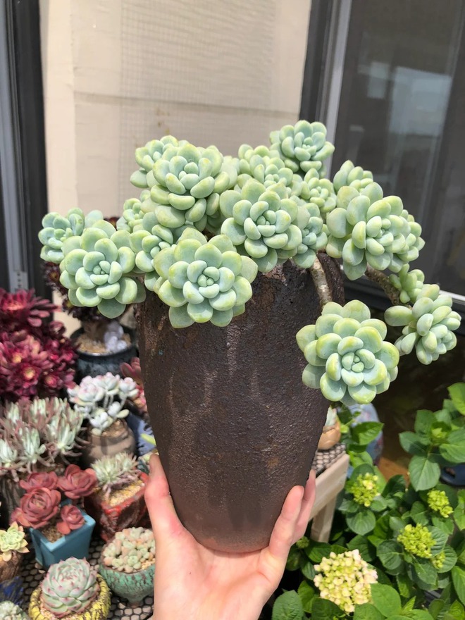 Trồng sen đá, xương rồng là tụ tài hay phá tài? Câu trả lời không chỉ nằm ở cái chậu cây- Ảnh 6.