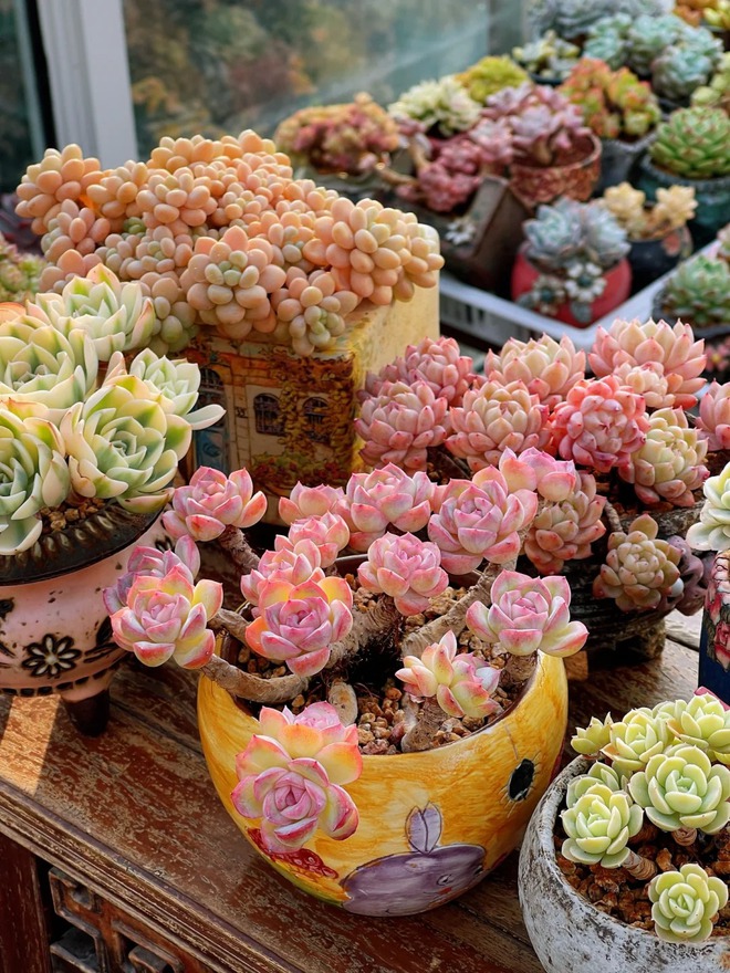 Trồng sen đá, xương rồng là tụ tài hay phá tài? Câu trả lời không chỉ nằm ở cái chậu cây- Ảnh 7.